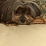 dog, pet, fur, long_hair, brown, beige, resting, calm, close_up, indoor, animal, cute, face, ears, snout, portrait, soft_texture, lying_down, cozy, sleepy