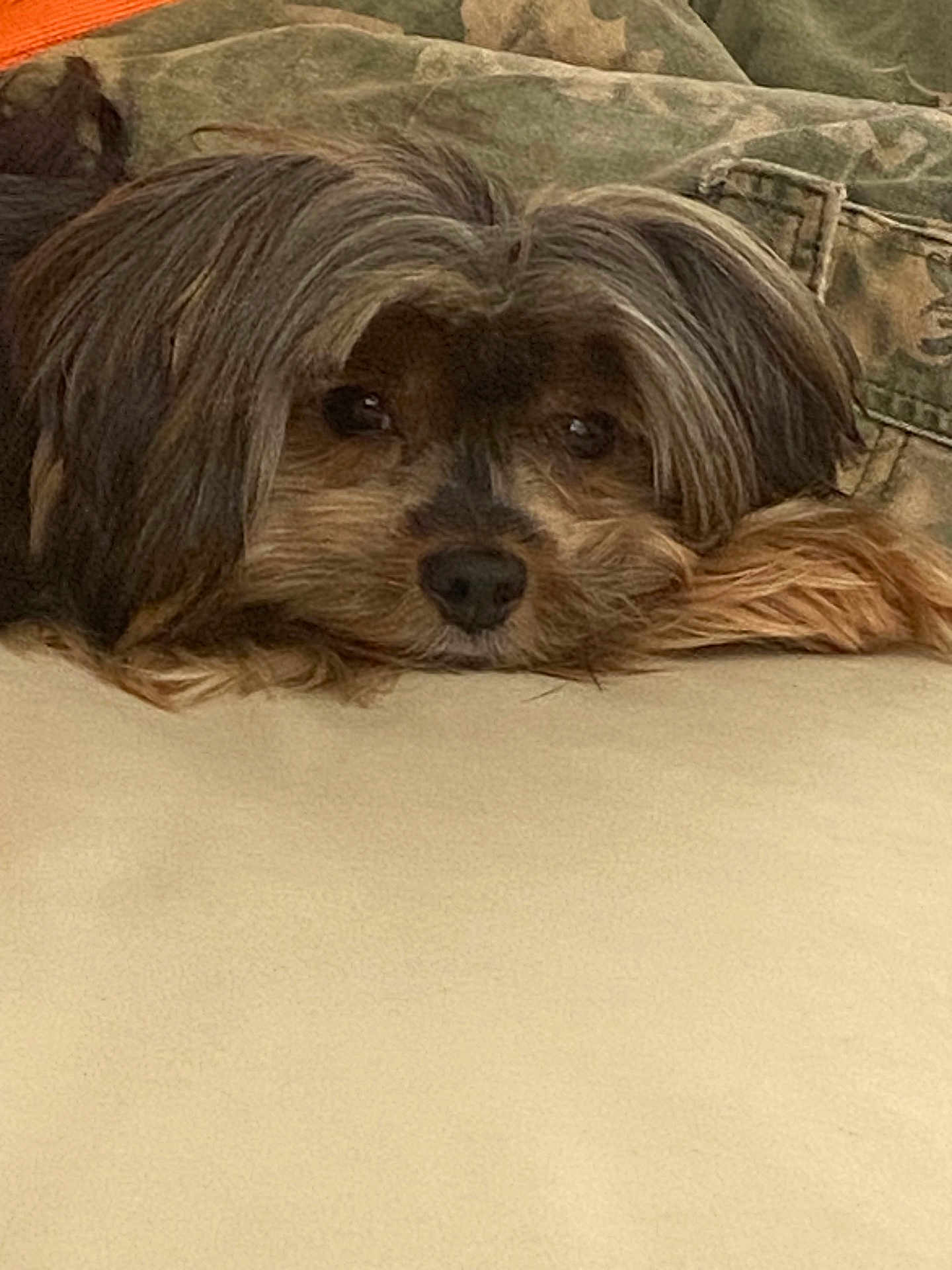 Tobi