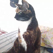 Kali is registered to the contest to win money with this photo: cat, tortoiseshell, pet, feline, indoor, bed, striped_bedspread, pillow, cap, sitting, side_view, whiskers, fur, curious, animal, domestic, cute, soft_light, resting, looking_away