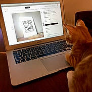 Caline a rejoint le concours — aidez-le/la à gagner de superbes lots ! cat, orange_tabby, laptop, macbook_air, screen, etsy_website, poster, table, wooden_table, indoor, warm_lighting, curious_cat, pet, technology, internet_shopping, cozy, feline, closeup, computer_keyboard, home