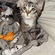Paisley joined the competition — help win amazing prizes! cat, kitten, tabby, animal, pet, feline, sitting, portrait, wide_eyes, whiskers, ears, striped_fur, gray_fur, white_chest, blanket, bed, pillow, bedroom, indoor, cozy