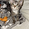 cat, kitten, tabby, animal, pet, feline, sitting, portrait, wide_eyes, whiskers, ears, striped_fur, gray_fur, white_chest, blanket, bed, pillow, bedroom, indoor, cozy