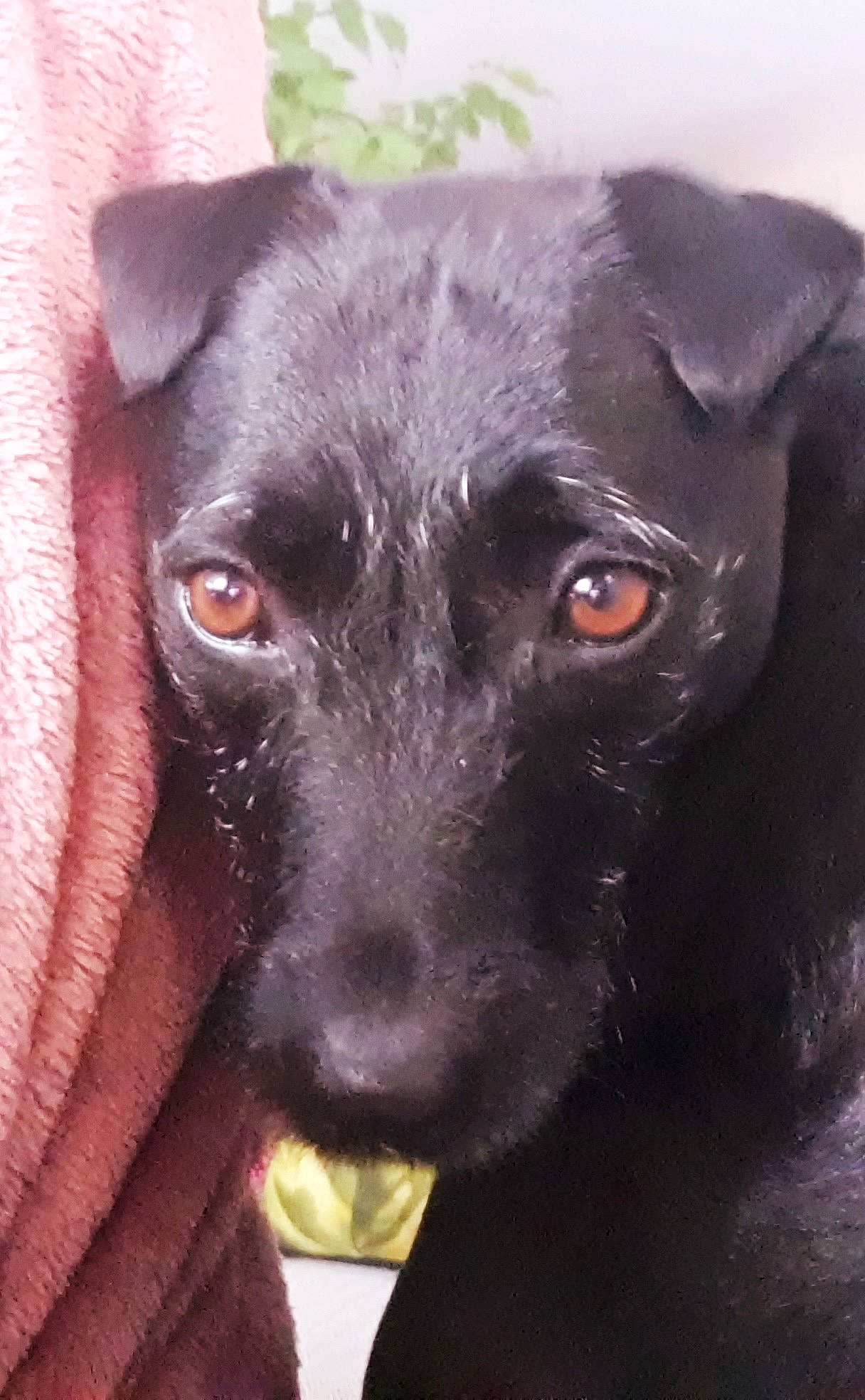 Rubis participe au concours pour gagner de l'argent avec cette photo : art, borador, canidae, carnivore, companion_dog, dog, dog_breed, fawn, fur, liver, non_sporting_group, plant, sporting_group, terrestrial_animal, whiskers, working_animal