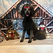 Reba is registered to the contest to win money with this photo: barn, black_fur, bow, cowboy_hat, cute, dog, fabric, festive, holiday_decor, indoor, pet, plush_toys, poodle, portrait, reindeer, snow, snowman, table, winter_backdrop, wooden_structure