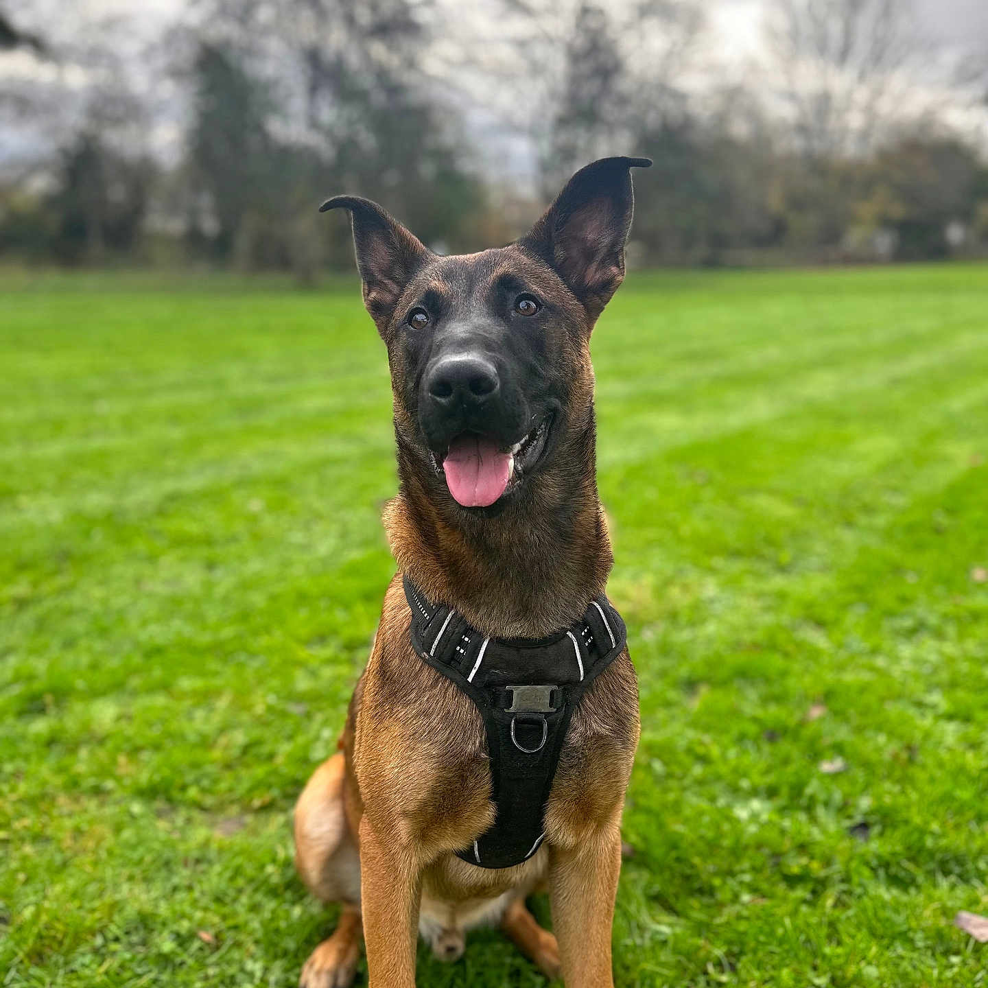 Lucky participe au concours pour gagner de l'argent avec cette photo : accessories, animal, canine, dog, field, germanshepherd, grass, grassland, green, harness, lawn, nature, outdoors, park, pet, plant, policedog, puppy, strap, tree