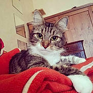 Orphée a rejoint le concours — aidez-le/la à gagner de superbes lots ! animal, blanket, cat, closeup, cozy, curious, cute, domestic_cat, ears, fur, indoor, mirror, pet, portrait, red, relaxed, resting, tabby, whiskers, wooden_furniture