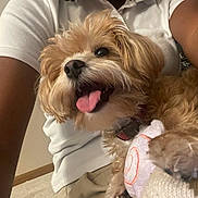 Precious joined the competition — help win amazing prizes! brown_fur, caring, carpet, close_up, collar, companion, cute, dog, fluffy, hand, happy, home, indoor, person, pet, playful, smiling, tongue_out, toy, white_shirt