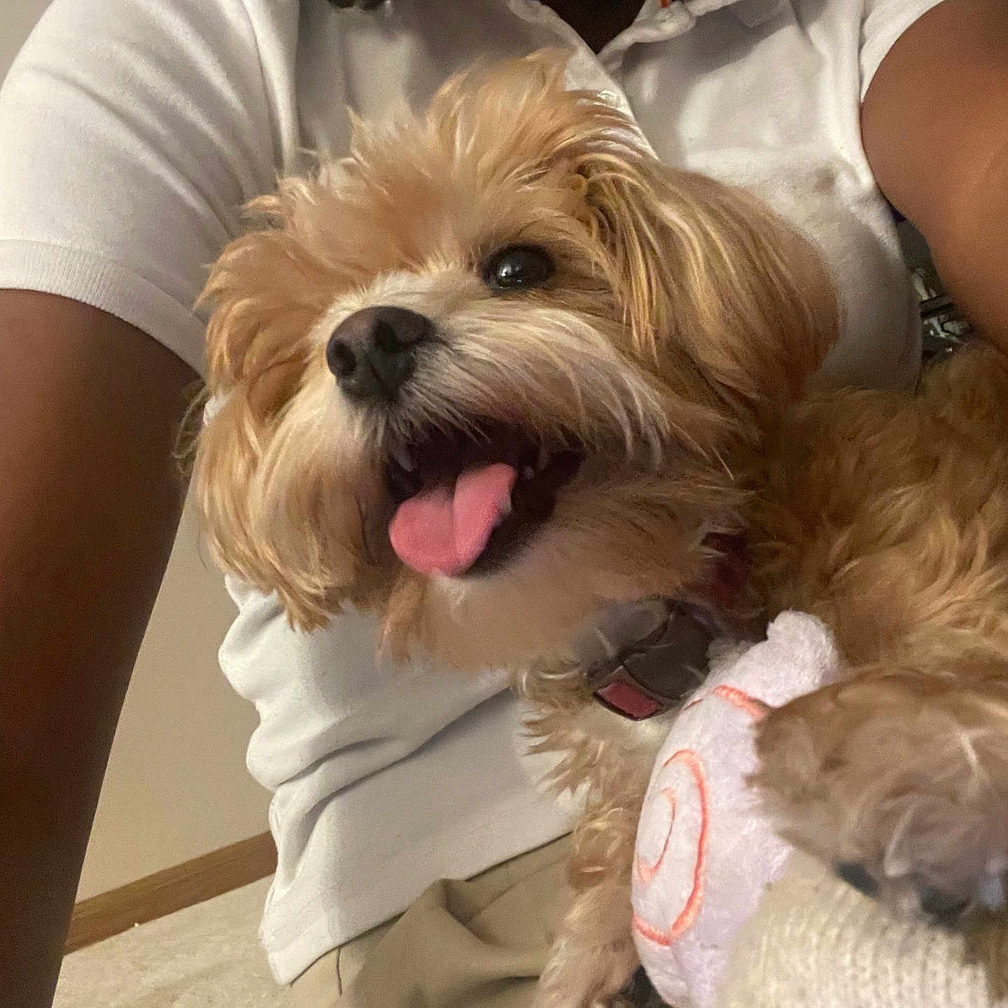 Precious joined the competition — help win amazing prizes! brown_fur, caring, carpet, close_up, collar, companion, cute, dog, fluffy, hand, happy, home, indoor, person, pet, playful, smiling, tongue_out, toy, white_shirt