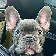 Rolo is registered to the contest to win money with this photo: adorable, animal, black_bag, close_up, companion, curious, cute, dog, ears, eyes, face, french_bulldog, indoor, nose, pet, pet_accessory, portrait, puppy, whiskers, young_dog