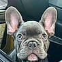 adorable, animal, black_bag, close_up, companion, curious, cute, dog, ears, eyes, face, french_bulldog, indoor, nose, pet, pet_accessory, portrait, puppy, whiskers, young_dog