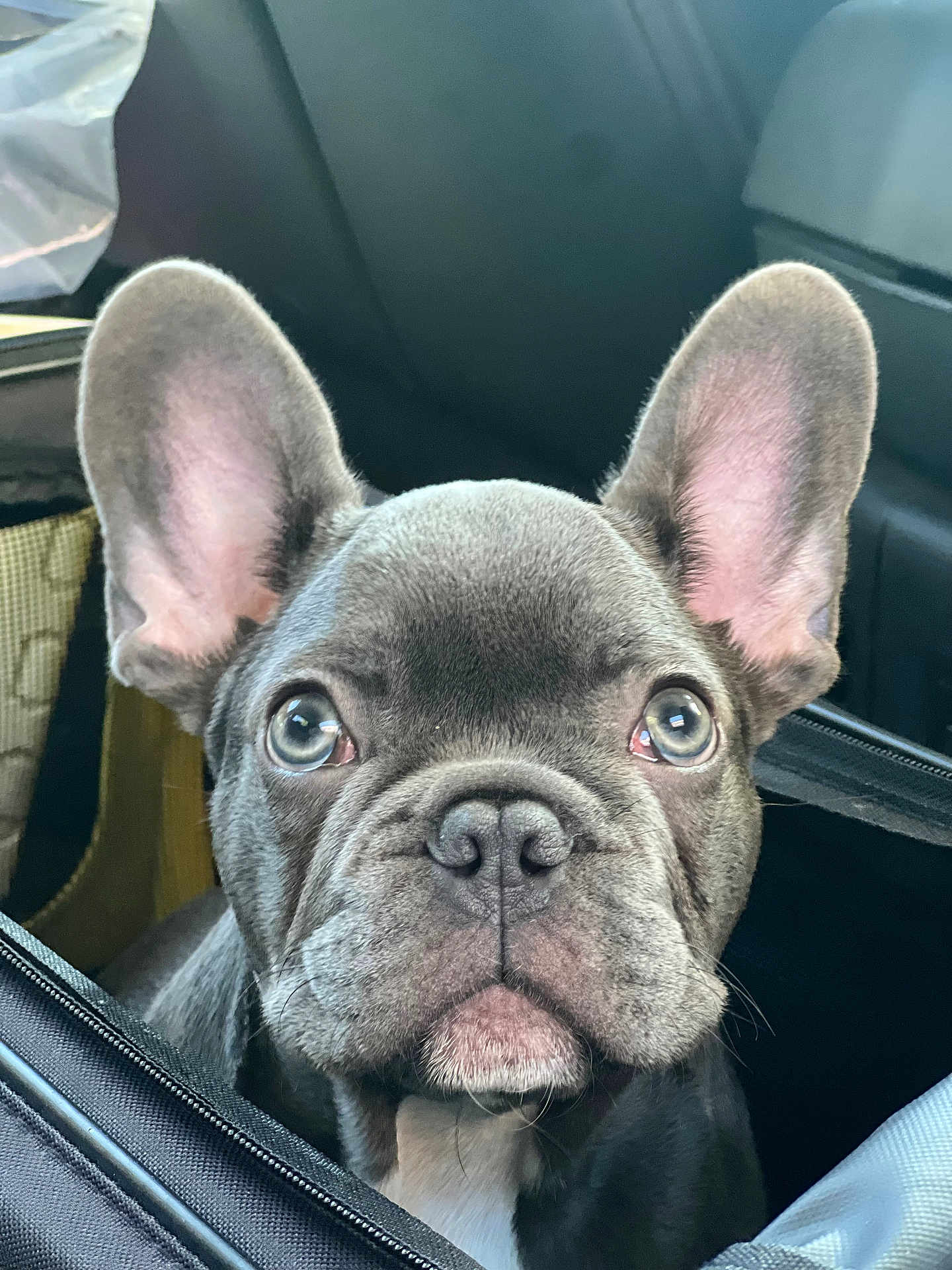 Rolo
