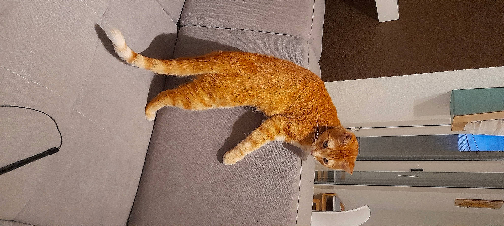 Simba a rejoint le concours — aidez-le/la à gagner de superbes lots ! canidae, carnivore, cat, claw, comfort, domestic_short_haired_cat, fawn, felidae, floor, flooring, fur, hardwood, paw, small_to_medium_sized_cats, snout, tail, terrestrial_animal, whiskers, window, wood