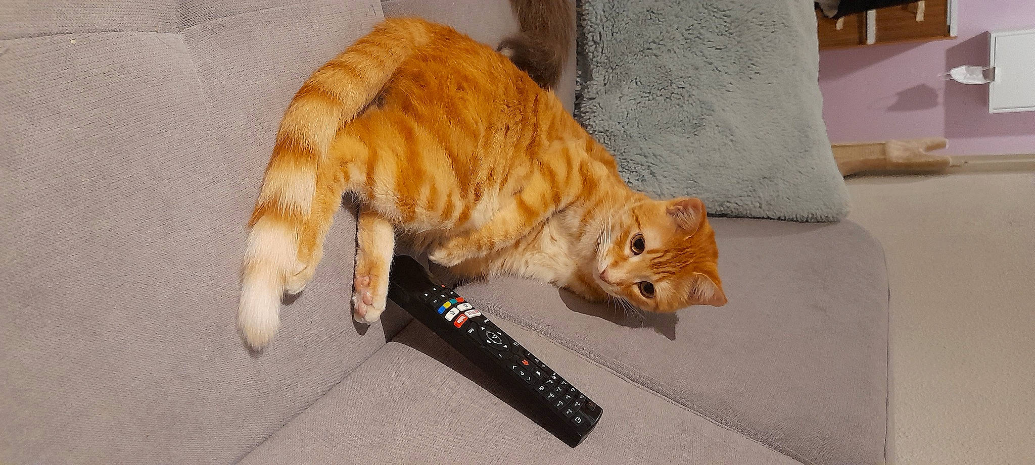 Simba a rejoint le concours — aidez-le/la à gagner de superbes lots ! carnivore, cat, claw, comfort, domestic_short_haired_cat, fawn, felidae, flooring, fur, paw, pet_supply, pillow, room, small_to_medium_sized_cats, tail, toy, whiskers, wood