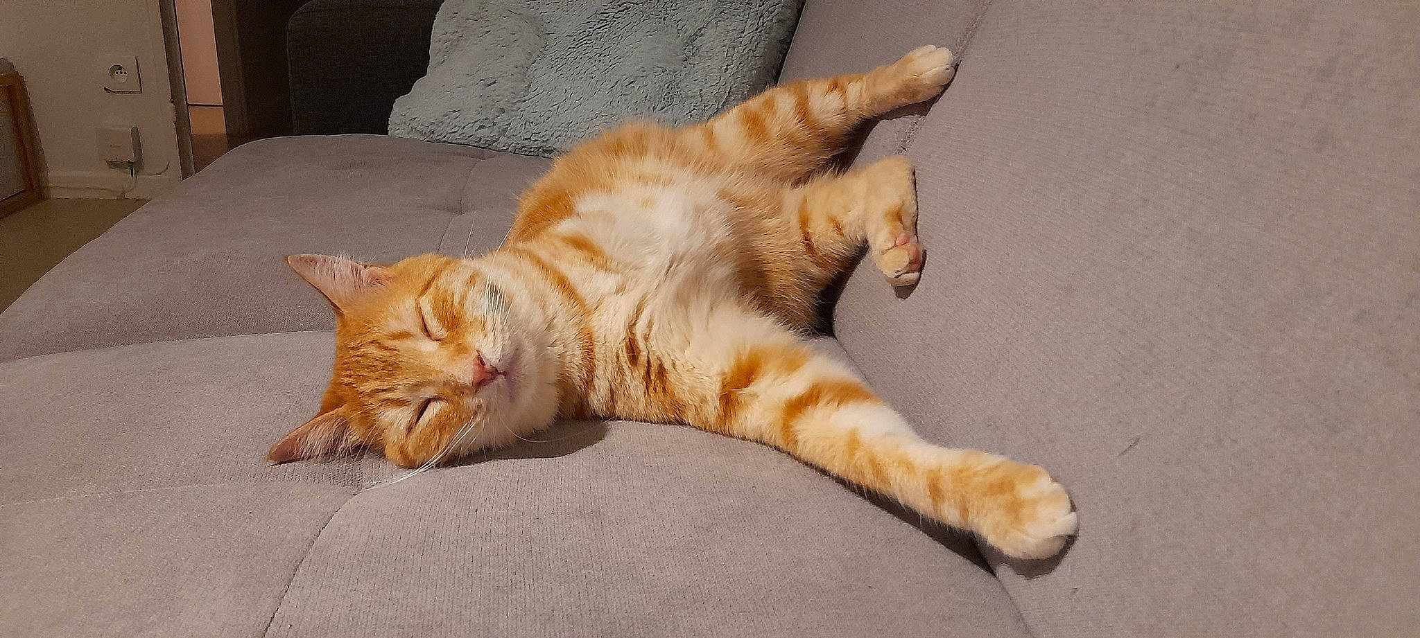 Simba a rejoint le concours — aidez-le/la à gagner de superbes lots ! carnivore, cat, claw, comfort, couch, domestic_short_haired_cat, fawn, felidae, flooring, foot, fur, hardwood, paw, small_to_medium_sized_cats, snout, tail, terrestrial_animal, toe, whiskers, wood