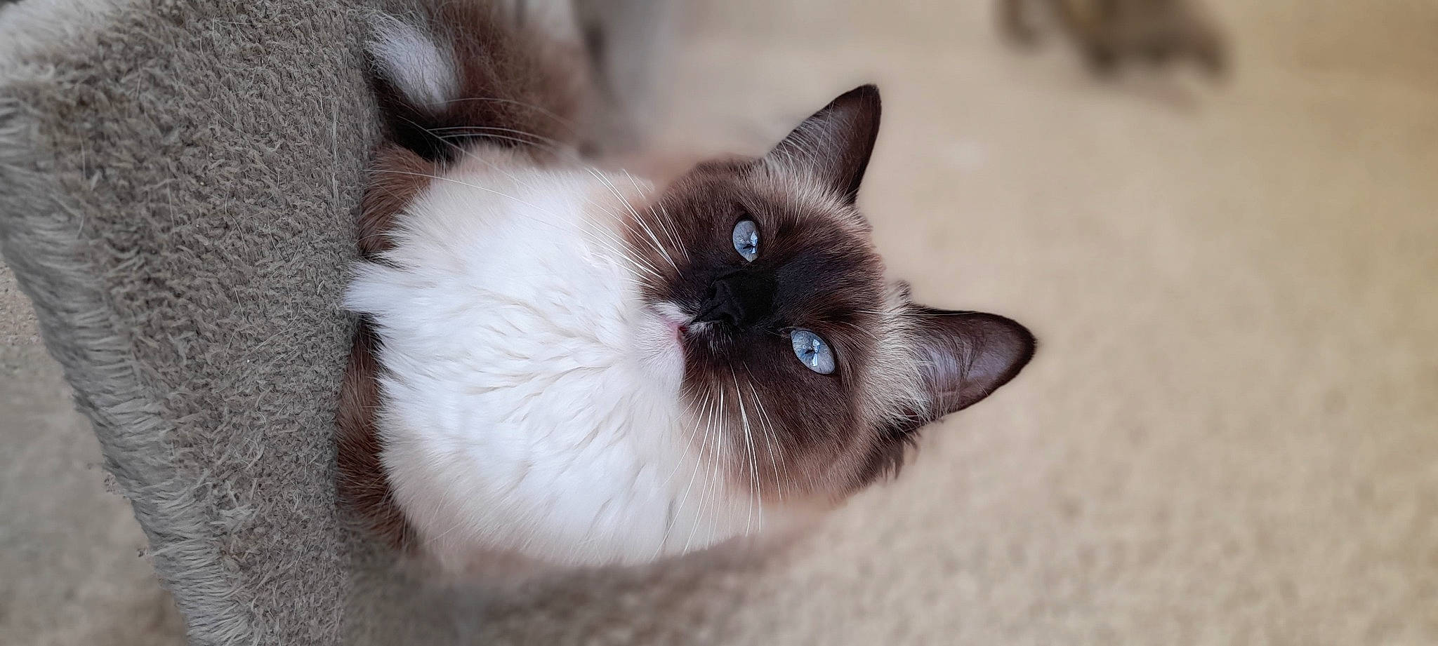 Emeraude participe au concours pour gagner de l'argent avec cette photo : birman, carnivore, cat, event, fawn, felidae, fur, iris, siamese, small_to_medium_sized_cats, terrestrial_animal, whiskers