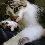 Freck is registered to the contest to win money with this photo: animal, brown_fur, cat, close_up, cozy, cute, feline, fur, indoor, mammal, paw, pet, portrait, relaxed, resting, sleepy, soft, tabby, whiskers, white_fur