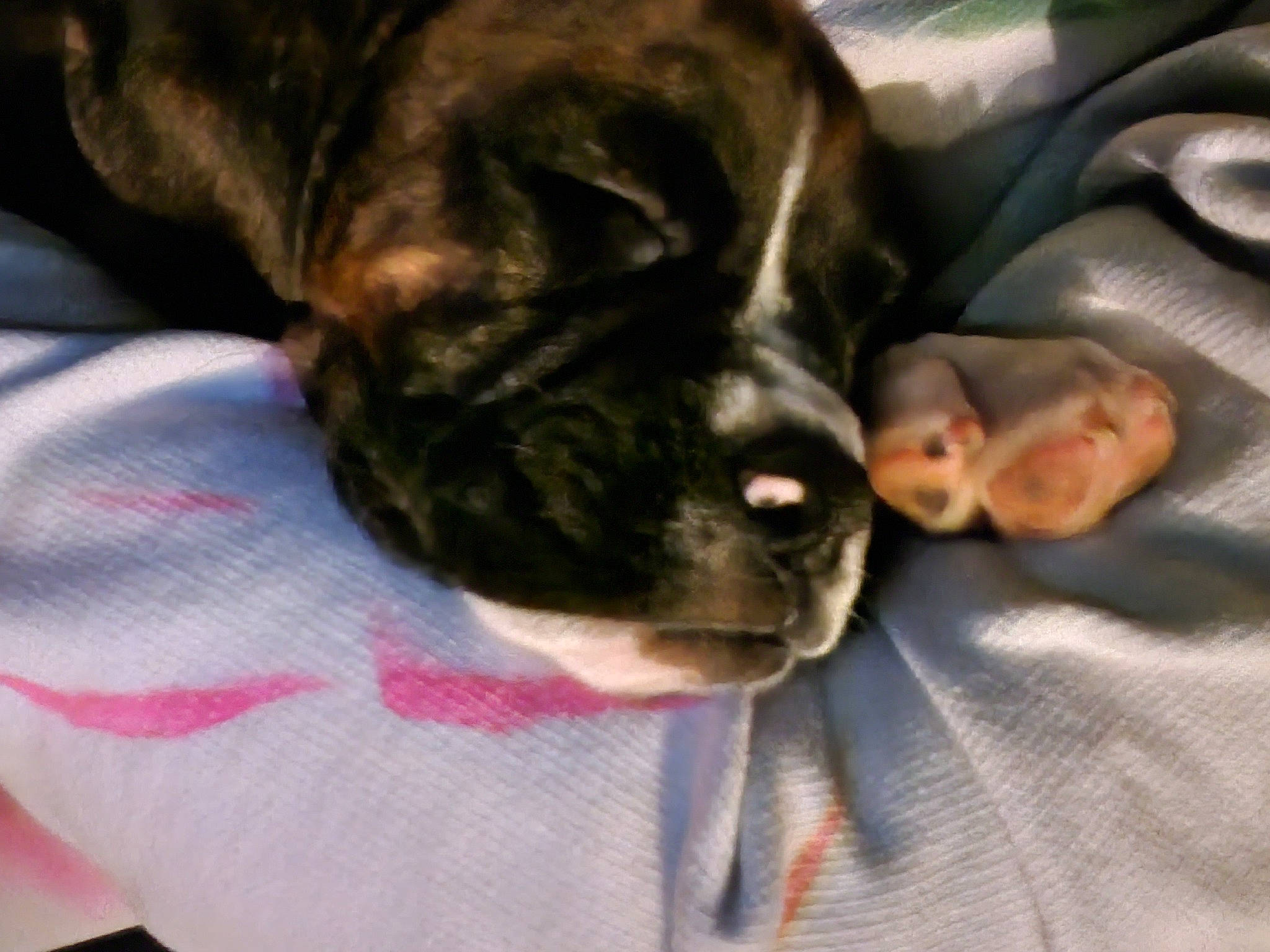 Ripley is registered to the contest to win money with this photo: carnivore, comfort, companion_dog, dog, dog_breed, domestic_short_haired_cat, ear, fawn, felidae, fur, guard_dog, liver, paw, small_to_medium_sized_cats, snout, sporting_group, tail, toy_dog, whiskers, working_animal