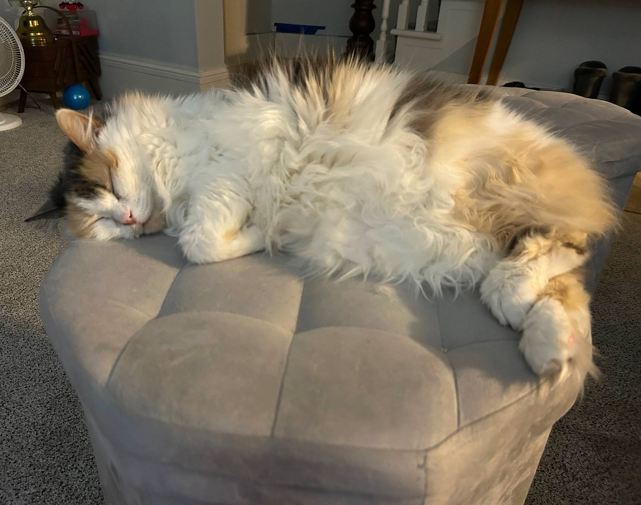 Baby joined the competition — help win amazing prizes! bicycle_wheel, canidae, carnivore, cat, chair, claw, comfort, companion_dog, couch, dog_breed, felidae, fur, lap, mechanical_fan, nap, small_to_medium_sized_cats, sporting_group, tail, tire, whiskers