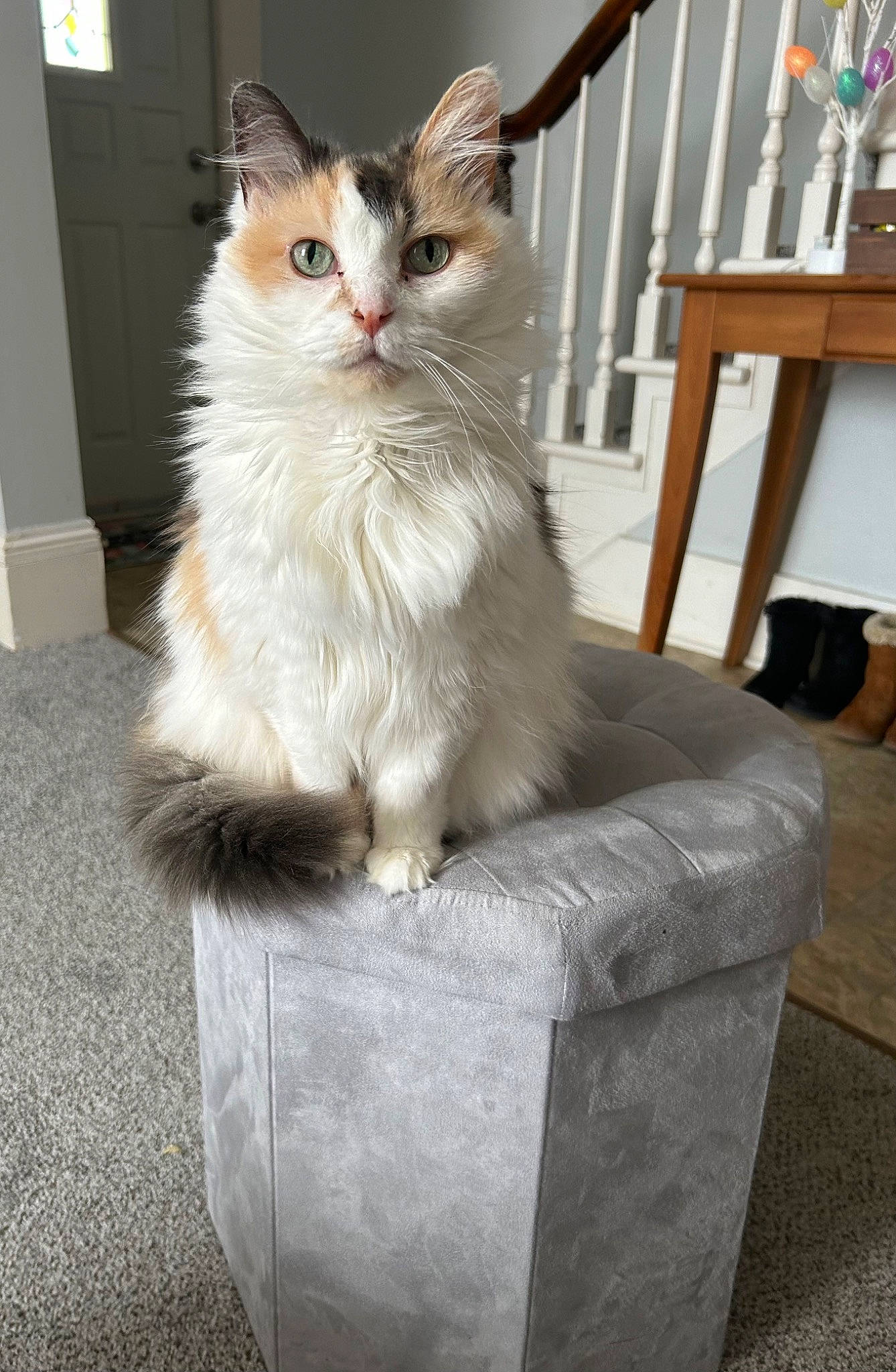 Baby joined the competition — help win amazing prizes! box, british_longhair, carnivore, cat, claw, comfort, felidae, flooring, formal_wear, fur, hardwood, paw, sitting, small_to_medium_sized_cats, snout, tail, whiskers, window, wood