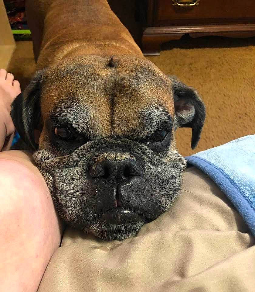 Duke is registered to the contest to win money with this photo: boxer, cabinetry, canidae, carnivore, comfort, companion_dog, dog, dog_breed, drawer, ear, fawn, molosser, pug, snout, sporting_group, terrestrial_animal, toy_dog, whiskers, working_animal, wrinkle
