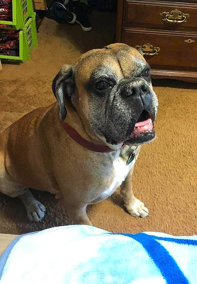 Duke is registered to the contest to win money with this photo: cabinetry, canidae, carnivore, collar, companion_dog, dog, dog_breed, dog_collar, drawer, fawn, flooring, grass, molosser, plant, snout, sporting_group, whiskers, wood, working_animal, wrinkle