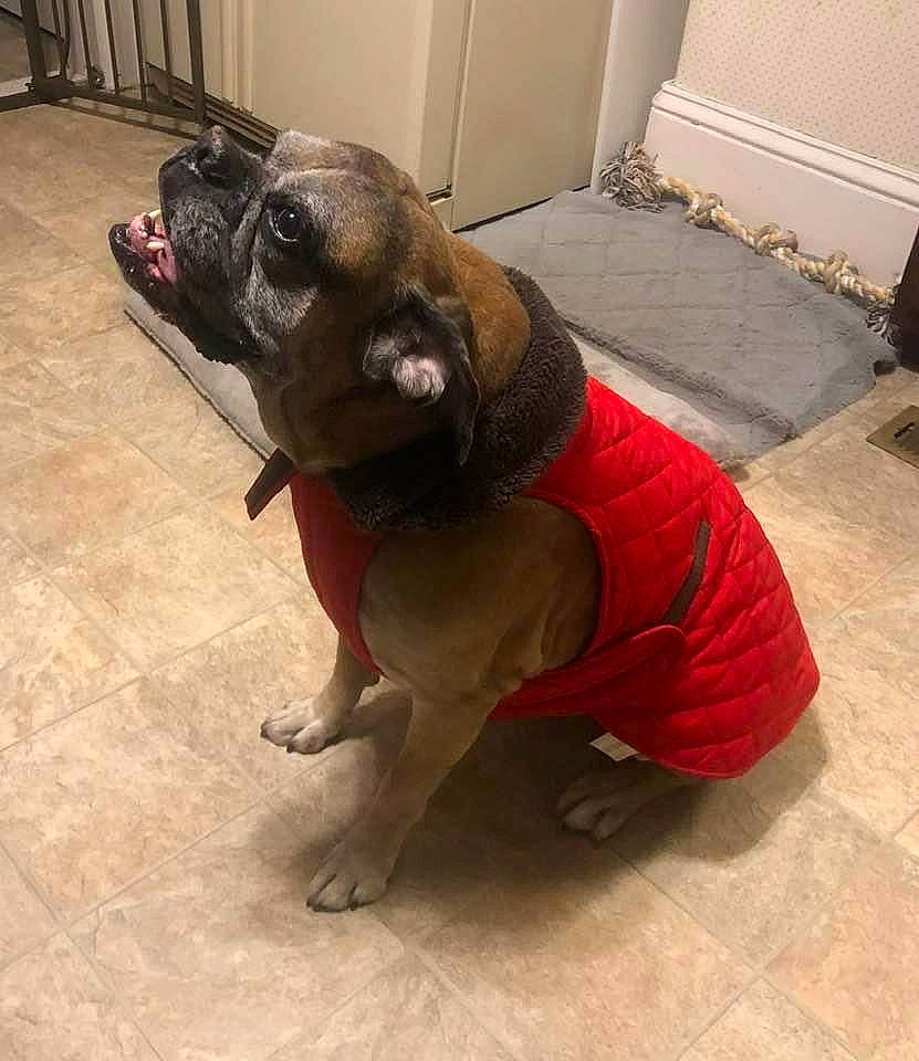 Duke is registered to the contest to win money with this photo: carnivore, collar, companion_dog, dog, dog_breed, dog_collar, dog_supply, fawn, floor, flooring, leash, liver, paw, pet_supply, snout, tail, terrestrial_animal, whiskers, wood, working_animal