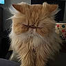 animal, cat, close_up, closed_eyes, ears, feline, floral_background, fluffy, fur, grumpy, indoors, living_room, long_hair, orange_cat, persian_cat, pet, portrait, sitting, television, whiskers