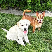 Dolly And Reba is registered to the contest to win money with this photo: dogs, puppy, adult_dog, white_dog, brown_dog, sitting, standing, outdoor, grass, lawn, garden, greenery, hedge, plants, portrait, pet, animal, happy, tongue_out, sunlight