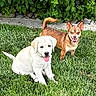 dogs, puppy, adult_dog, white_dog, brown_dog, sitting, standing, outdoor, grass, lawn, garden, greenery, hedge, plants, portrait, pet, animal, happy, tongue_out, sunlight