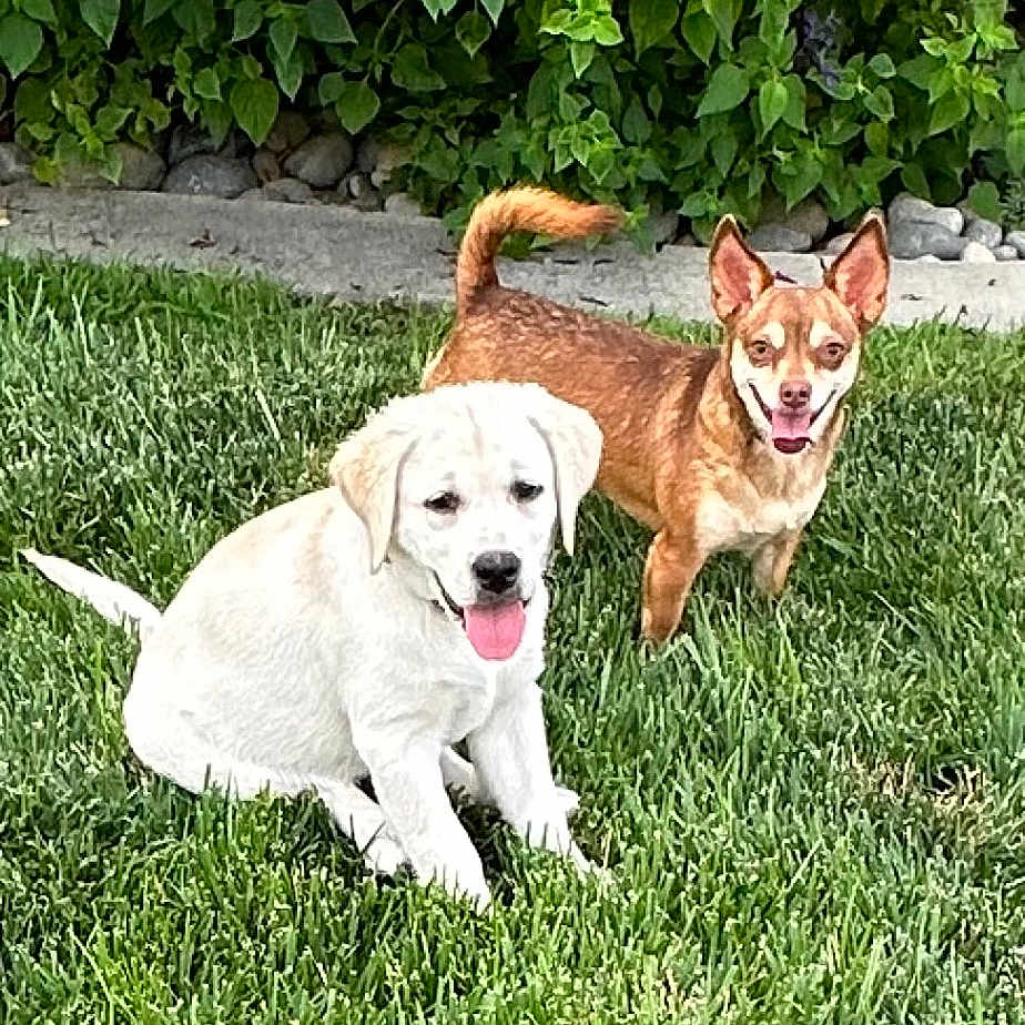 Dolly And Reba is registered to the contest to win money with this photo: dogs, puppy, adult_dog, white_dog, brown_dog, sitting, standing, outdoor, grass, lawn, garden, greenery, hedge, plants, portrait, pet, animal, happy, tongue_out, sunlight