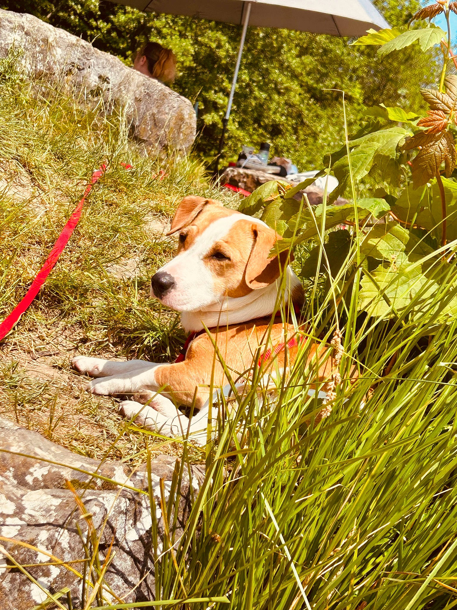 Ruben a rejoint le concours — aidez-le/la à gagner de superbes lots ! canidae, carnivore, collar, companion_dog, dog, dog_breed, dog_collar, fawn, grass, grassland, gun_dog, leash, people_in_nature, plant, prairie, shade, sporting_group, umbrella, wood, working_animal