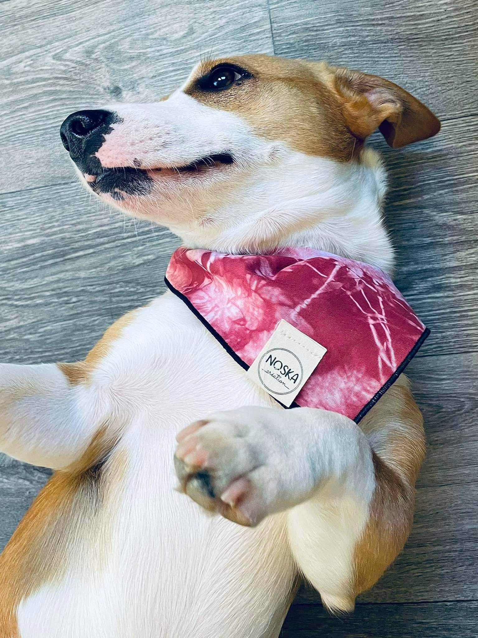 Ruben a rejoint le concours — aidez-le/la à gagner de superbes lots ! canidae, carnivore, collar, companion_dog, dog, dog_breed, dog_clothes, dog_collar, dog_supply, fawn, happy, leash, lifejacket, pet_supply, snout, sporting_group, stuffed_toy, toy, water, working_animal