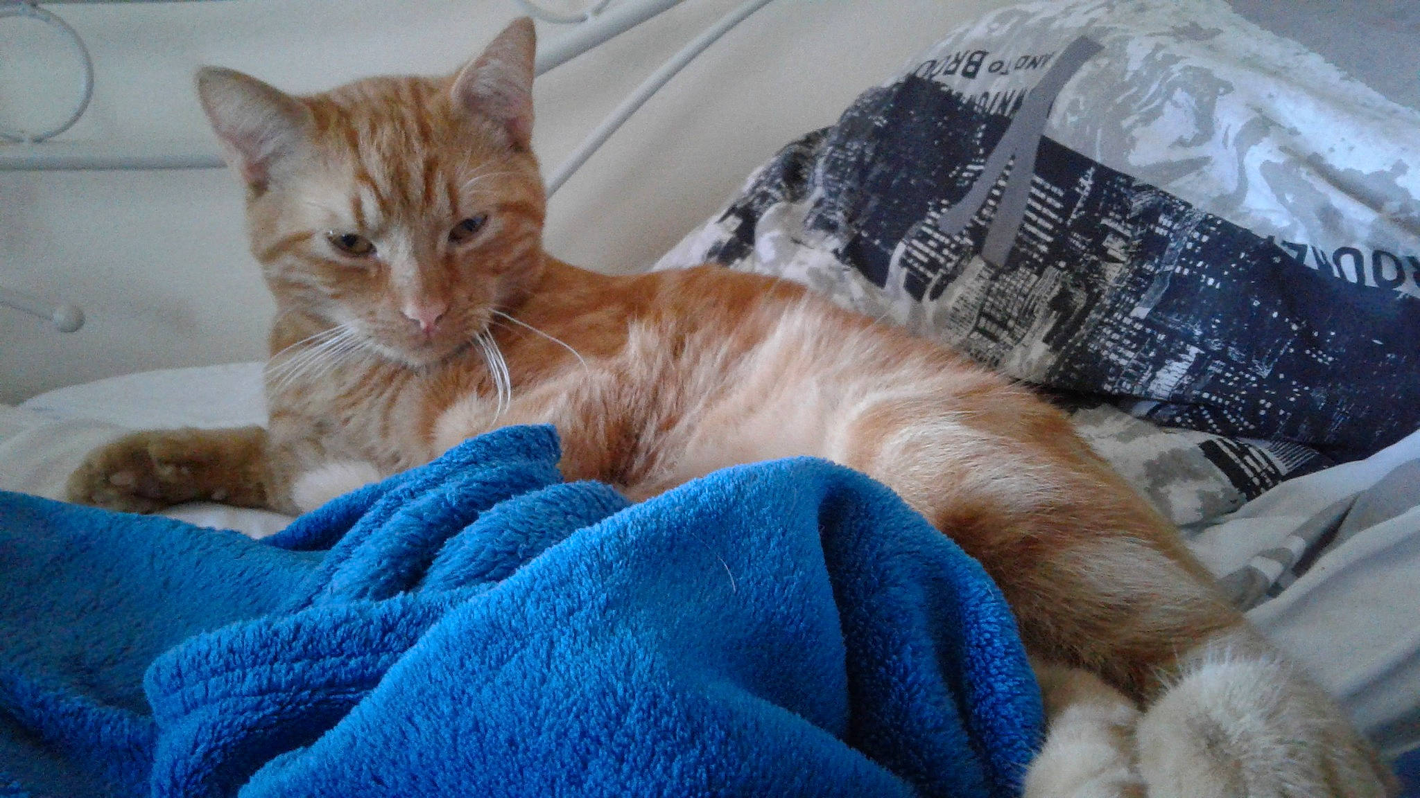 Abricot a rejoint le concours — aidez-le/la à gagner de superbes lots ! carnivore, cat, cat_supply, claw, comfort, domestic_short_haired_cat, fawn, felidae, fur, linens, nap, paw, plaid, sitting, small_to_medium_sized_cats, snout, tail, textile, whiskers, wildlife