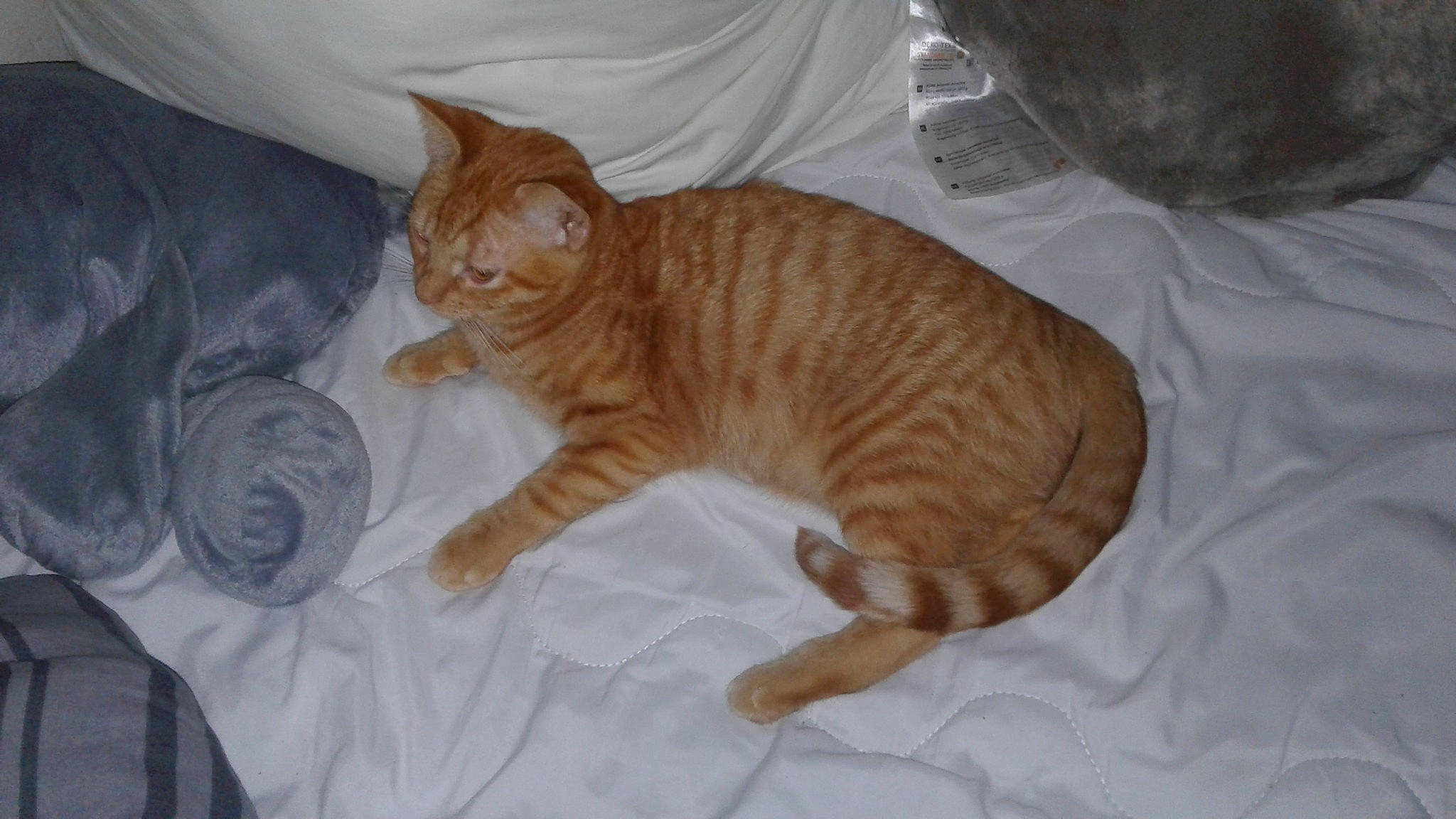 Abricot participe au concours pour gagner de l'argent avec cette photo : carnivore, cat, cat_supply, comfort, domestic_short_haired_cat, fawn, felidae, fur, paw, pet_supply, small_to_medium_sized_cats, tail, terrestrial_animal, whiskers, wood