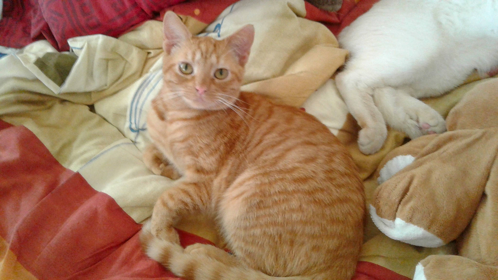 Abricot participe au concours pour gagner de l'argent avec cette photo : carnivore, cat, cat_bed, claw, comfort, domestic_short_haired_cat, fawn, felidae, fur, nap, paw, small_to_medium_sized_cats, snout, tail, whiskers