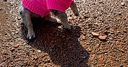 Noisette participe au concours pour gagner de l'argent avec cette photo : puppy, dog, pink_sweater, small_dog, outdoor, sunlight, shadow, rocky_ground, pet, cute, fur, animal, sitting, texture, young_dog, canine, apparel, daylight, nature, portrait