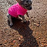 animal, apparel, canine, cute, daylight, dog, fur, nature, outdoor, pet, pink_sweater, portrait, puppy, rocky_ground, shadow, sitting, small_dog, sunlight, texture, young_dog