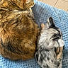 Noisette a rejoint le concours — aidez-le/la à gagner de superbes lots ! cat, dog, pet, sleeping, cozy, fur, tabby_cat, small_dog, blue_blanket, indoor, floor_tiles, resting, companion, animal, cute, furry, nap, domestic_animal, closeup, relaxation