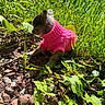 animal, cute, dog, fur, grass, greenery, ground, knitted_clothing, nature, outdoor, peaceful, pet, pink_sweater, plants, puppy, rocks, side_view, small_dog, sunlight, sunny