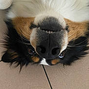 Gaïa a rejoint le concours — aidez-le/la à gagner de superbes lots ! animal, black, brown, close_up, cute, dog, domestic_animal, expression, floor, fur, lying_down, muzzle, nose, pet, playful, teeth, tile_floor, upside_down, whiskers, white