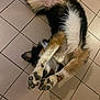 dog, playful, lying_down, paws, tiled_floor, fur, black_fur, white_fur, brown_fur, pet, canine, indoor, cute, stretching, animal, paw_pads, floor_tiles, relaxed, funny_pose, domestic