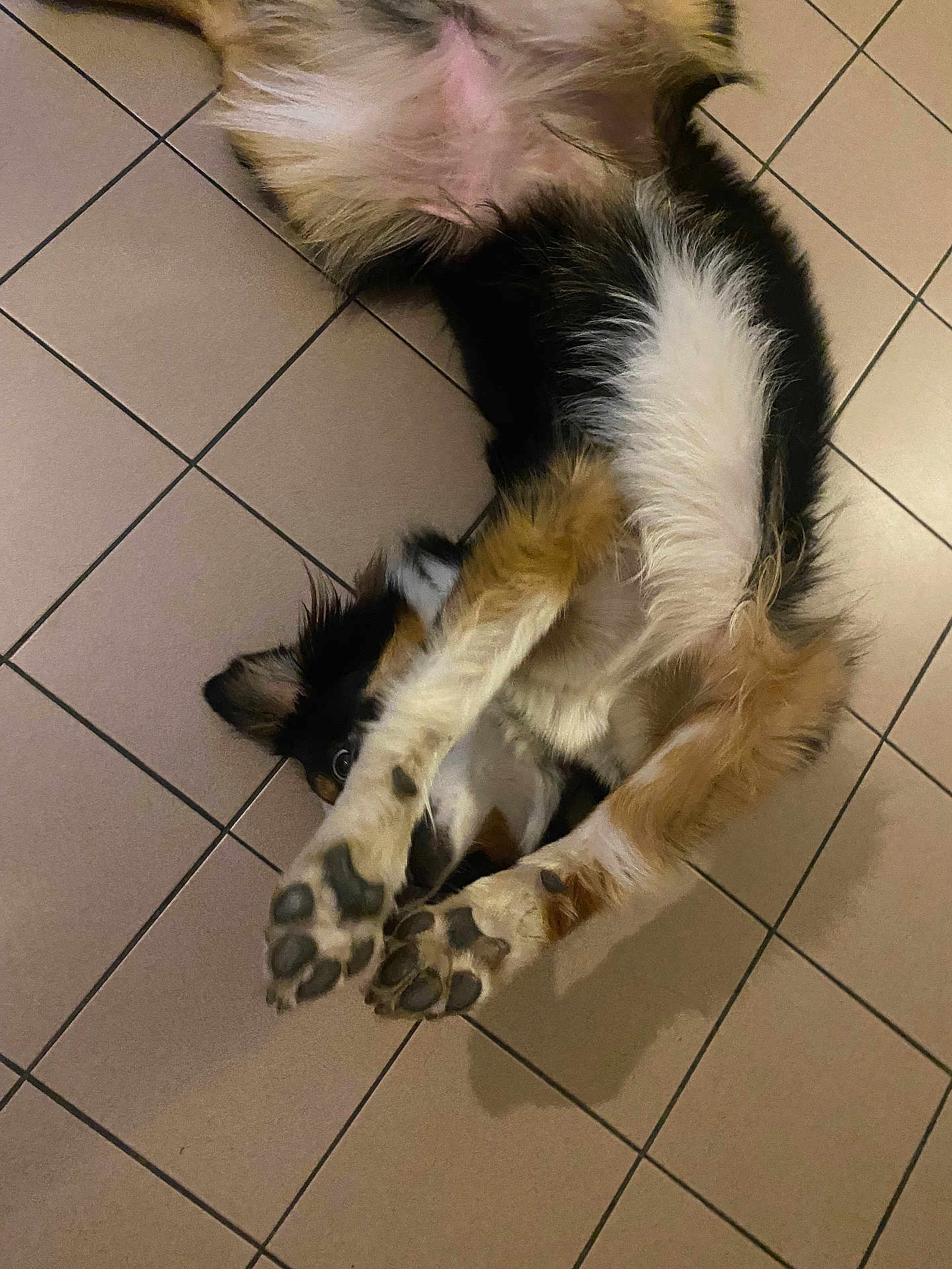 Gaïa participe au concours pour gagner de l'argent avec cette photo : dog, playful, lying_down, paws, tiled_floor, fur, black_fur, white_fur, brown_fur, pet, canine, indoor, cute, stretching, animal, paw_pads, floor_tiles, relaxed, funny_pose, domestic