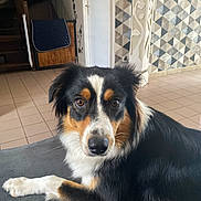 Gaïa a rejoint le concours — aidez-le/la à gagner de superbes lots ! dog, tricolor, pet, indoor, floor_tiles, wall_decor, fur, animal, laying_down, curious, brown_eyes, black_fur, white_fur, tan_fur, home, cozy, portrait, looking_at_camera, resting, domestic