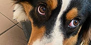 Gaïa a rejoint le concours — aidez-le/la à gagner de superbes lots ! dog, close_up, face, eyes, fur, tricolor, pet, indoors, floor, tile, bed, resting, animal, canine, whiskers, snout, expression, portrait, looking_up, cute