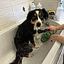 Gaïa a rejoint le concours — aidez-le/la à gagner de superbes lots ! dog, bathtub, wet, bath, soap, person, hand, hose, tile_wall, fur, looking, guilty, cleaning, water, indoor, white, black, brown, bathroom, animal