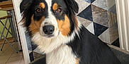 Gaïa a rejoint le concours — aidez-le/la à gagner de superbes lots ! dog, tricolor, pet, indoor, bed, blanket, fur, animal, canine, portrait, sitting, ears, eyes, face, home, floor, radiator, wallpaper, tile_floor, furniture