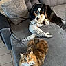 Gaïa a rejoint le concours — aidez-le/la à gagner de superbes lots ! animal, cat, companion, cozy, curious, cushion, cute, dog, domestic, floor_tiles, fur, home, indoor, kitten, living_room, pet, playful, relaxed, resting, sofa