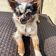 Ruby participe au concours pour gagner de l'argent avec cette photo : dog, small_dog, fluffy_fur, outdoor, table, sunlight, ears, face, pet, animal, curious, texture, paw, brown, white, black, close_up, resting, chair, patio