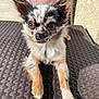 dog, small_dog, fluffy_fur, outdoor, table, sunlight, ears, face, pet, animal, curious, texture, paw, brown, white, black, close_up, resting, chair, patio
