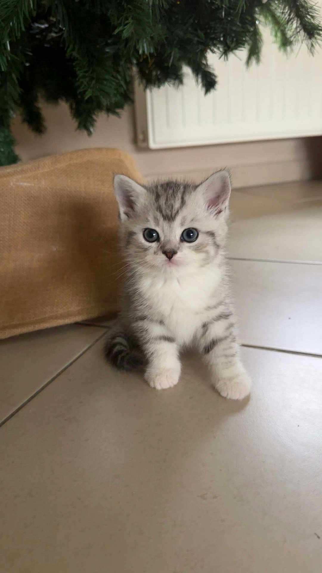 Frosty a rejoint le concours — aidez-le/la à gagner de superbes lots ! kitten, cat, pet, animal, floor, tile, burlap, sack, greenery, pine, indoor, cute, small, feline, fur, whiskers, ears, blue_eyes, sitting, young